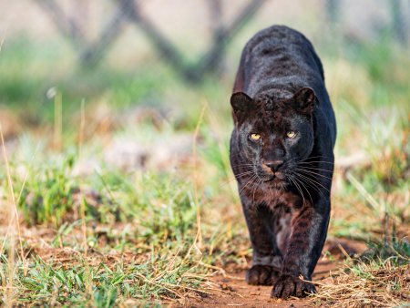 Пума и пантера