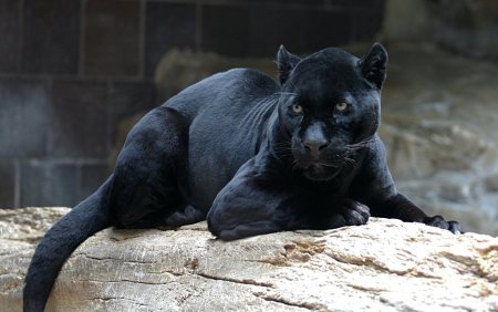 Ягуар меланист