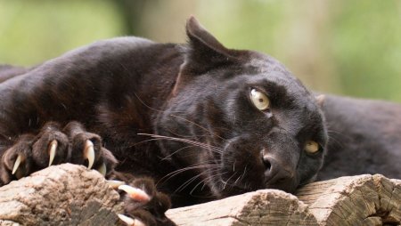 Черная пантера и леопард