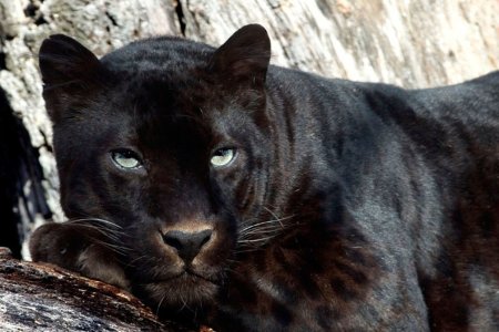 Черная пантера Багира