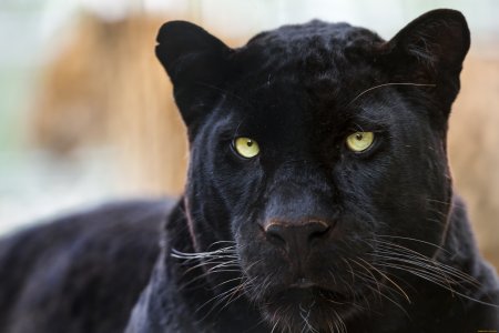 Пума Ягуар пантера