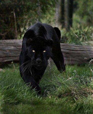 Пума черная