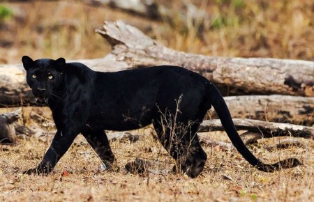 Пантера в 4 r