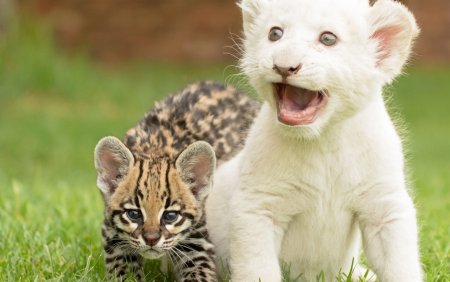 Оцелот альбинос