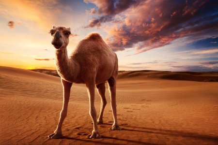 Верблюд Camel