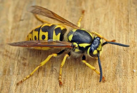 Vespula vulgaris