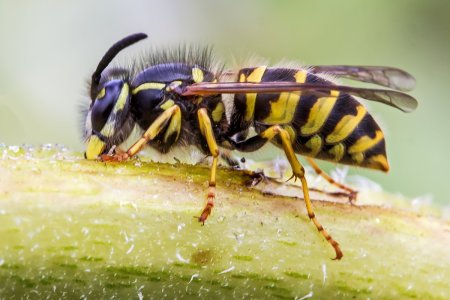 Земляная пчела андрена