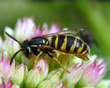 Оса обыкновенная - Paravespula vulgaris