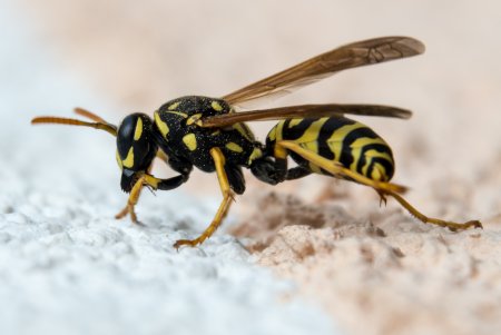 Оса Yellow Jacket