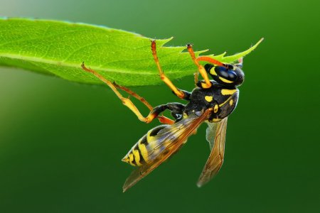 Оса картинка