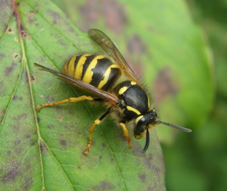 Нина осы осы