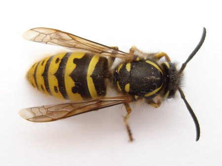 Оса Yellow Jacket