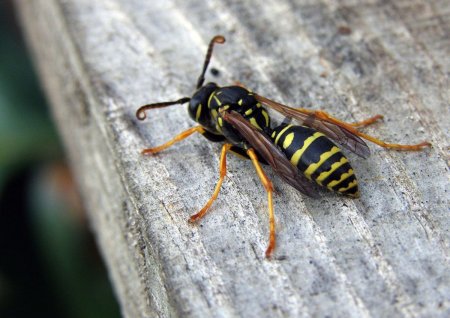 Мексиканская медовая Оса