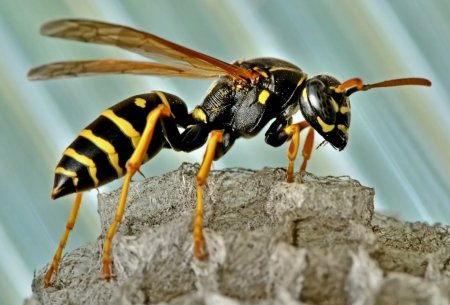 Сколия гигантская черный Шершень