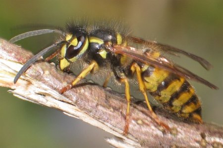 Осы Vespula vulgaris