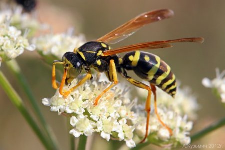 Опыление перепончатокрылыми