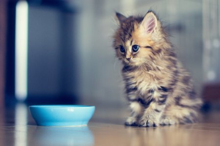 Милые котятки