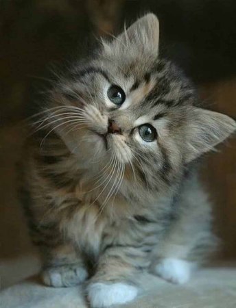 Красивые котята