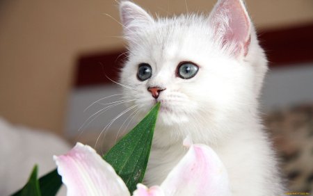 Очень красивые котики