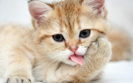 Кошки картинки красивые милые
