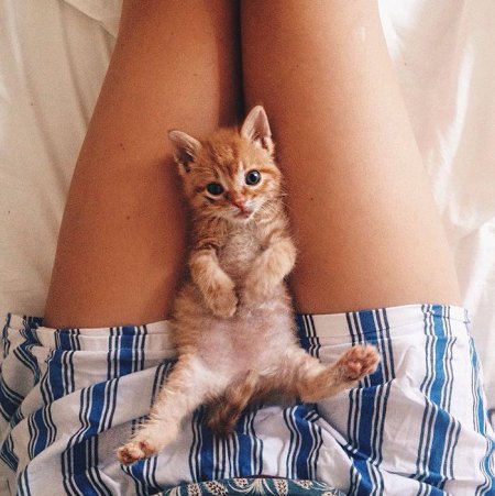 Рыжий котенок на коленках