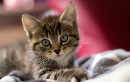 Красивые котята