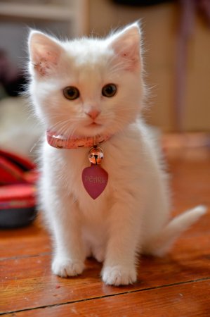 Кошка Белла