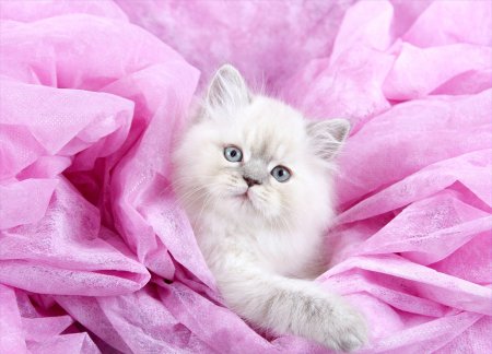 Розовый котенок