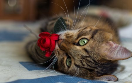 Красивые смешные котики