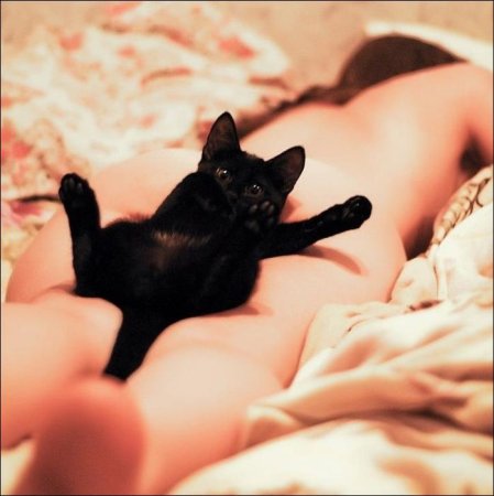 Киска кошки
