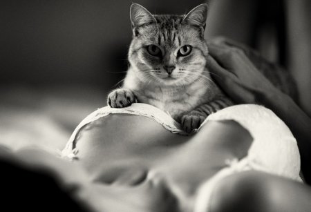 Котенок на груди