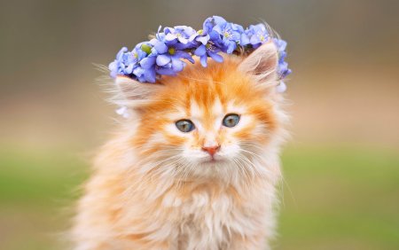 Красивые котики