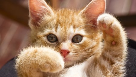 Котик с лапой на экране