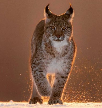 Обыкновенная Рысь