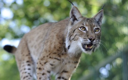 Евроазиатская Рысь