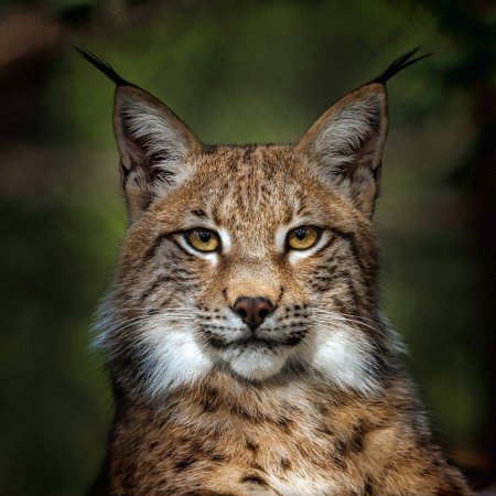 Бородатая Рысь