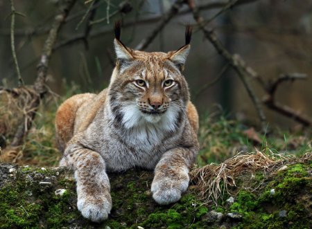 Рысь в тайге