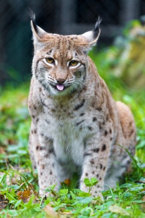 Обыкновенная Рысь