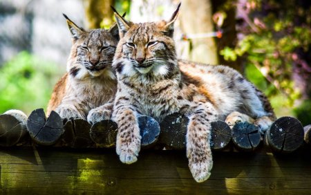 Большие кошки