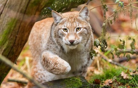 Канадская Рысь Бобкэт