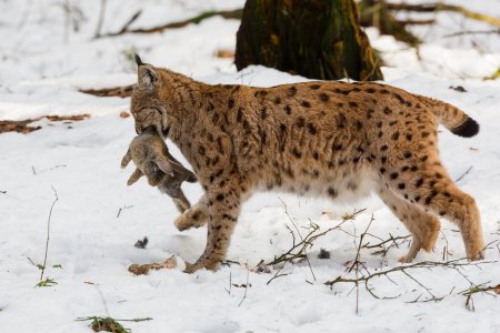 Рысь обыкновенная Lynx Lynx Linnaeus, 1758