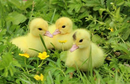 Желтый утенок муларды
