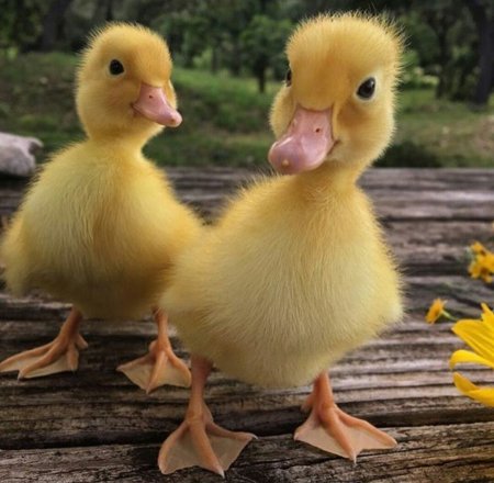 Желтый утенок