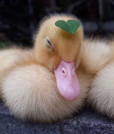 Смешные утята