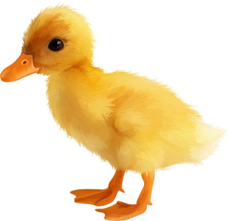 Утка на белом фоне