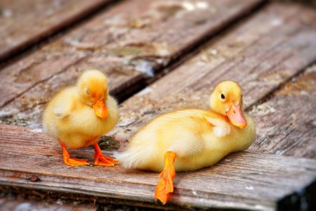 Желтая уточка