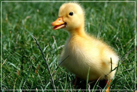 Маленькие утята