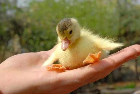 Милые уточки