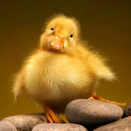 Забавный цыпленок