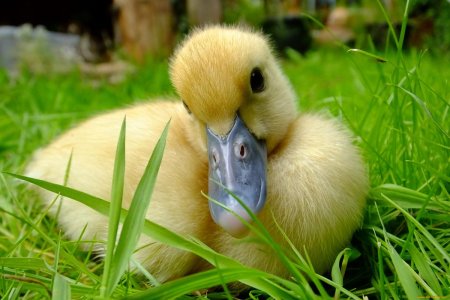 Милые уточки